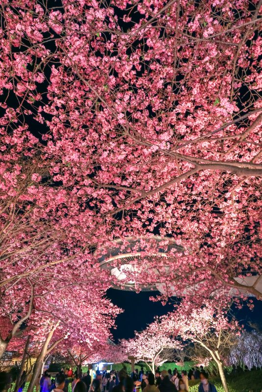 なばなの里の写真「ハートの桜とアイランド富士」