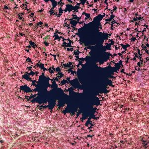 なばなの里の写真「ハートの夜桜」