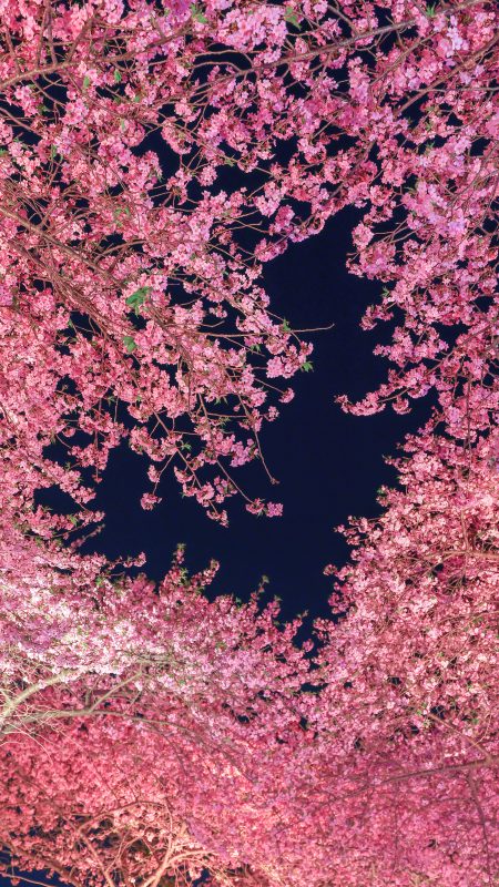 無料スマホ壁紙「ハートの夜桜」