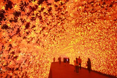 なばなの里の写真「光のトンネル〜紅葉〜」