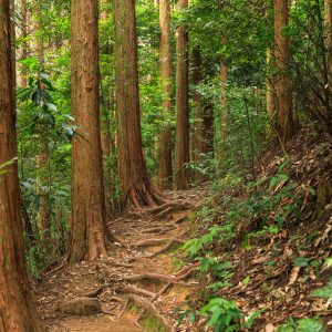 風穴へ続く遊歩道がもはや登山道