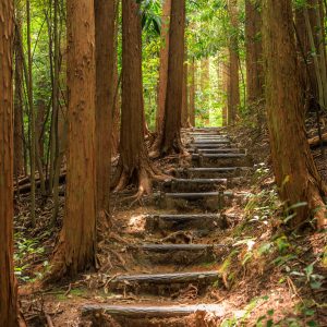 風穴に続く熊野古道みたいな遊歩道