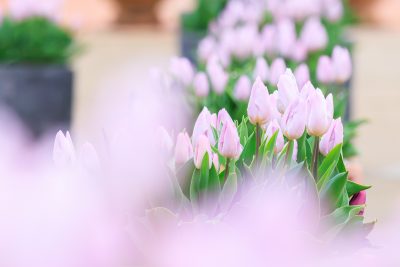 松阪農業公園ベルファームの写真「冬咲きのチューリップ」