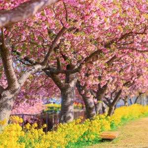 河津桜と菜の花