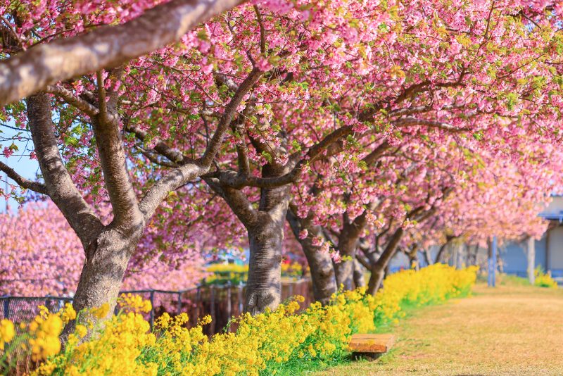 笠松河津桜ロードの写真「河津桜と菜の花」