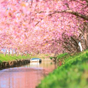 笠松河津桜ロードの写真「春色」