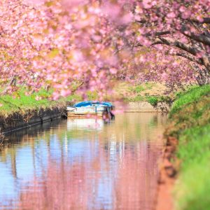 河津桜とボート