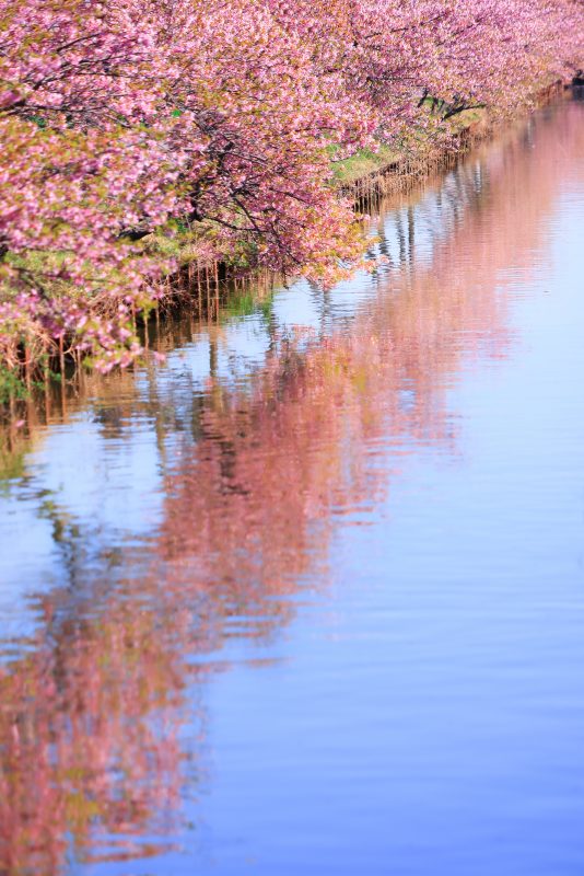 笠松河津桜ロードの写真「春色の世界」