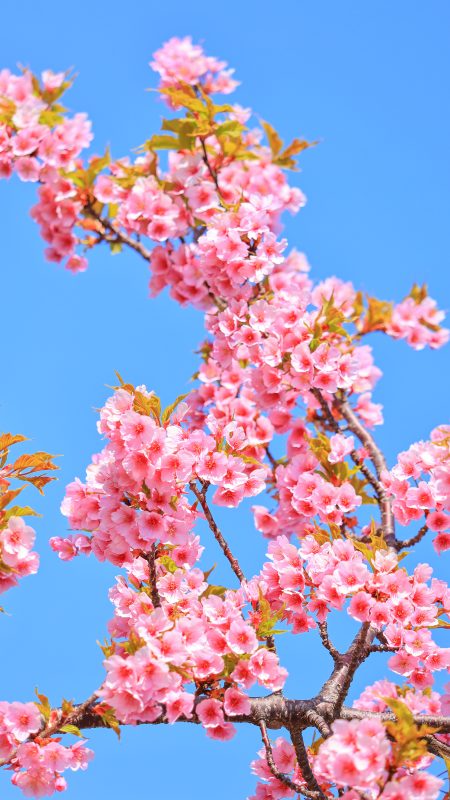 無料スマホ壁紙「河津桜の花びら」