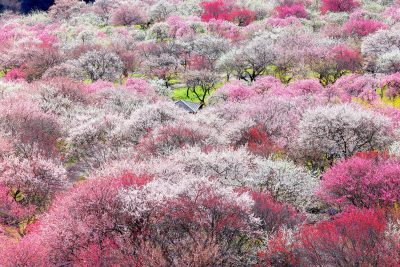 いなべ市農業公園（梅林公園）の写真「見頃を迎えた梅林公園」