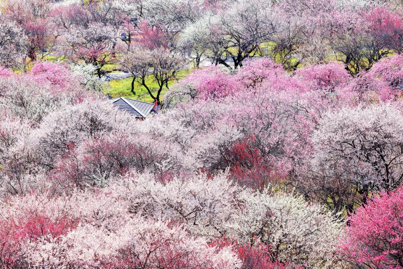 いなべ市農業公園（梅林公園）の写真「咲き乱れる紅白の梅」