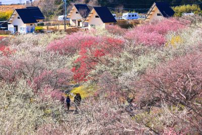 いなべ市農業公園（梅林公園）の写真「ロッジと梅林」
