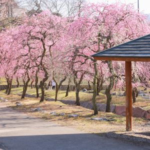 東屋近くの梅