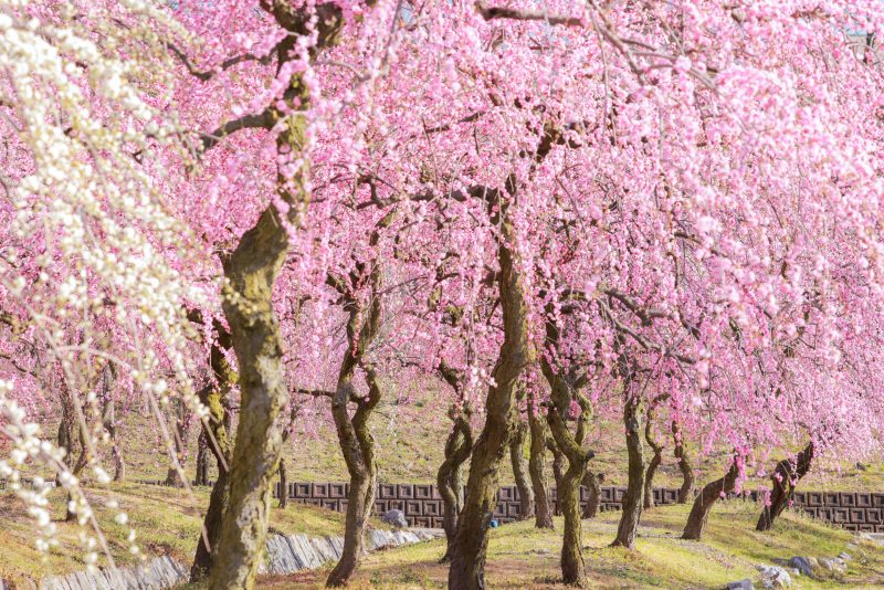 いなべ市農業公園（梅林公園）の写真「咲き乱れるしだれ梅」