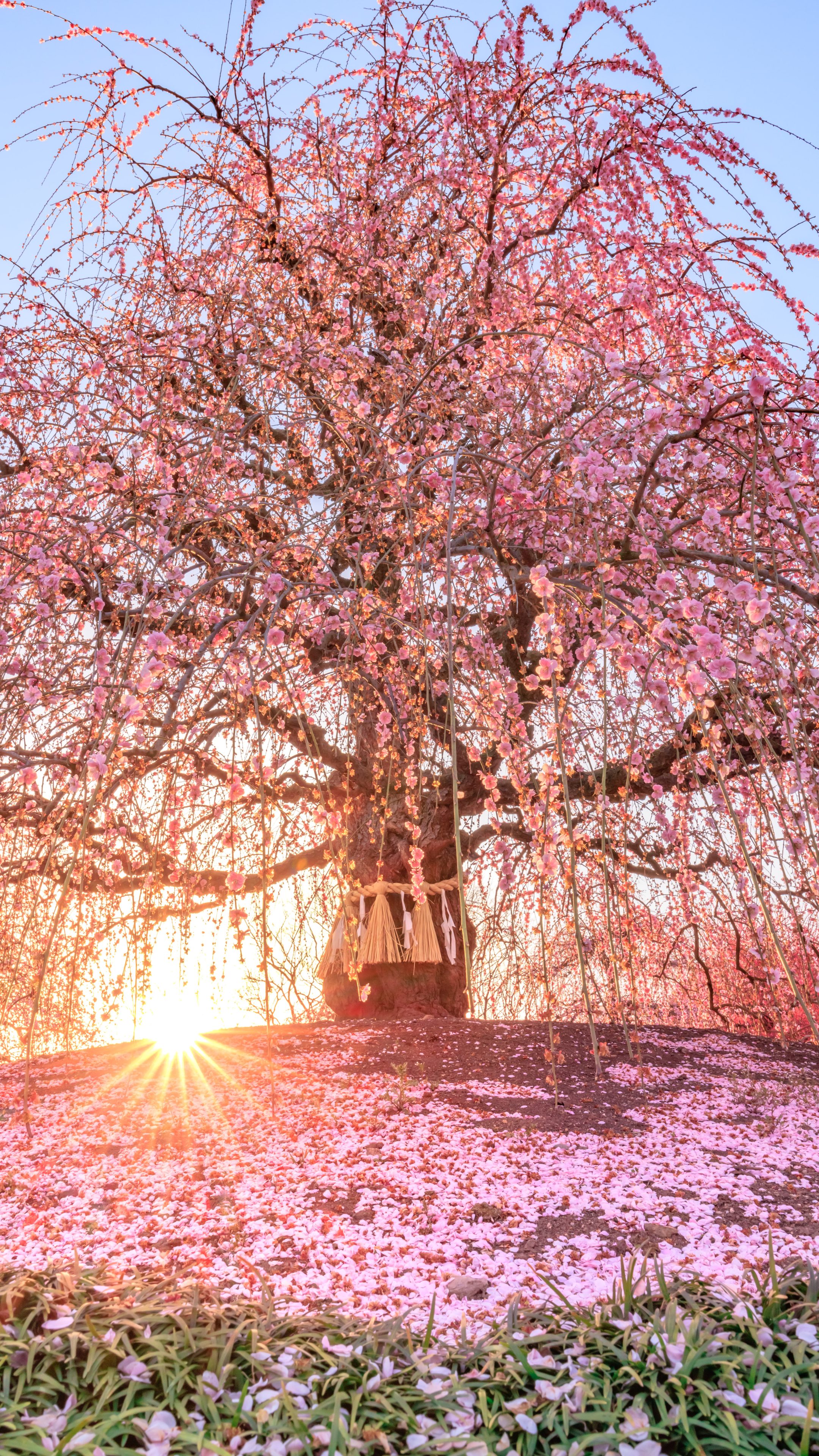 無料スマホ壁紙 神々しい天の龍。AndroidとiPhoneに対応した4K高画質の無料待ち受け画像。三重県鈴鹿市の鈴鹿の森庭園で撮影したフリー写真素材