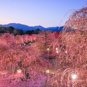 夕闇に染まる梅園