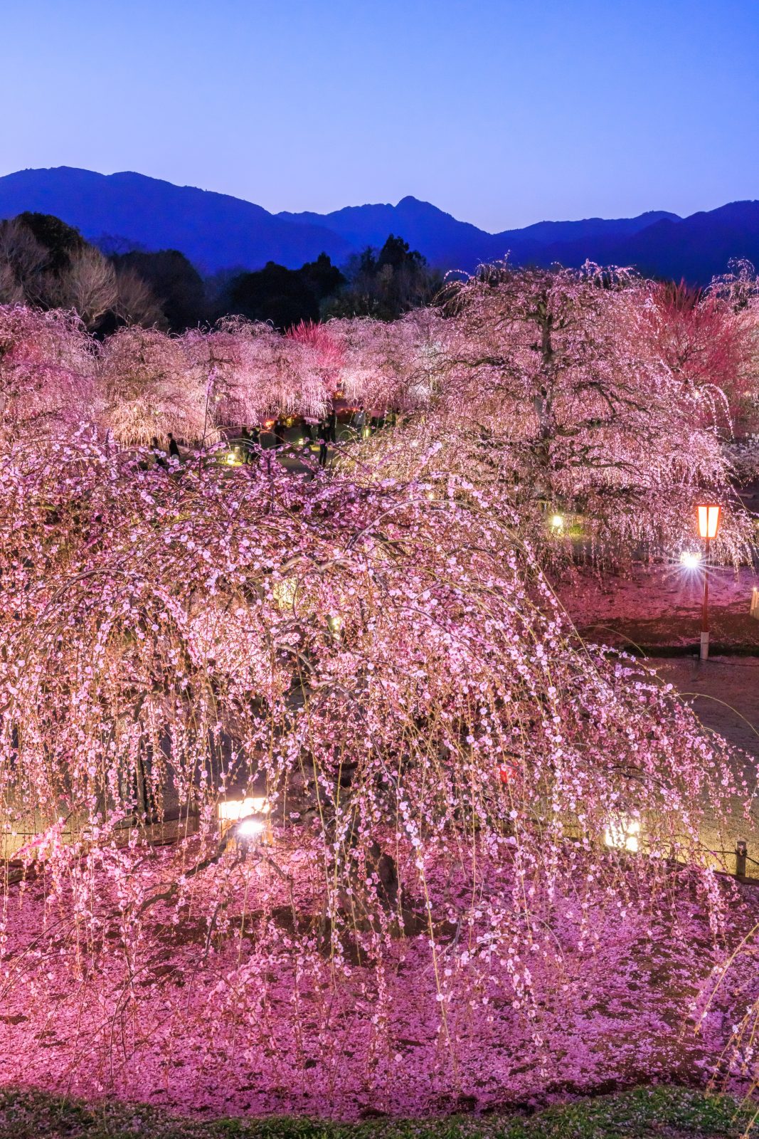 鈴鹿の森庭園の写真「梅ライトアップと夜空」