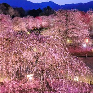 梅ライトアップと夜空