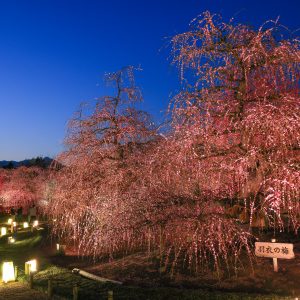 夕闇と羽衣の梅