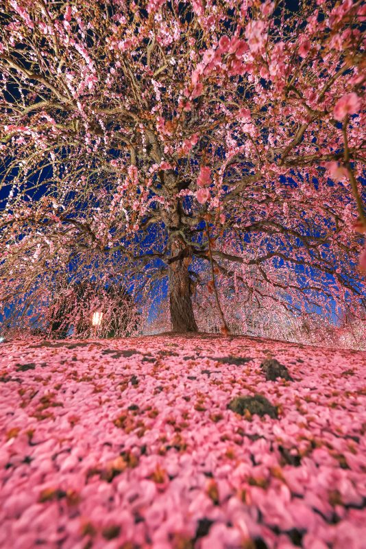 鈴鹿の森庭園の写真「梅のカーテンと絨毯」