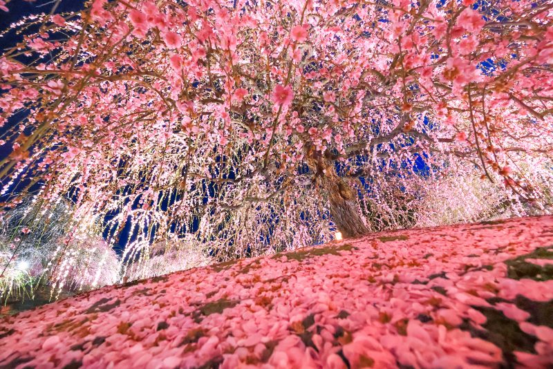 鈴鹿の森庭園の写真「圧巻の梅ライトアップ」