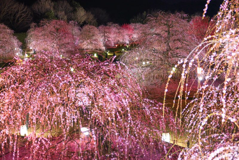 鈴鹿の森庭園の写真「展望台から眺める梅ライトアップ」