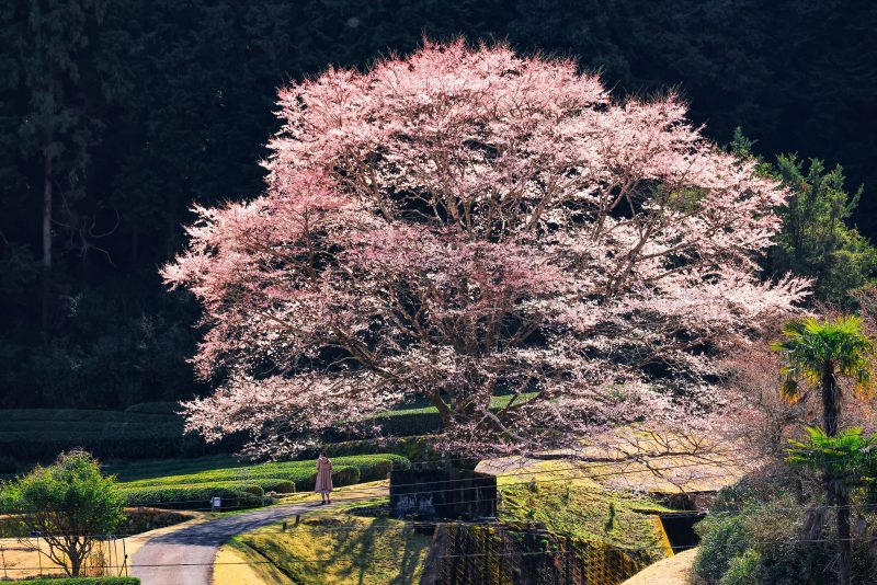竹原の淡墨桜（薄墨桜）の写真「ピンク色の淡墨桜」