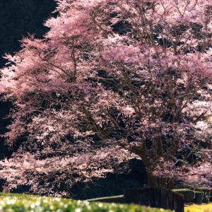 ピンクの花びらが美しい淡墨桜