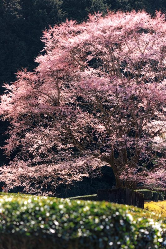 竹原の淡墨桜（薄墨桜）の写真「ピンクの花びらが美しい淡墨桜」