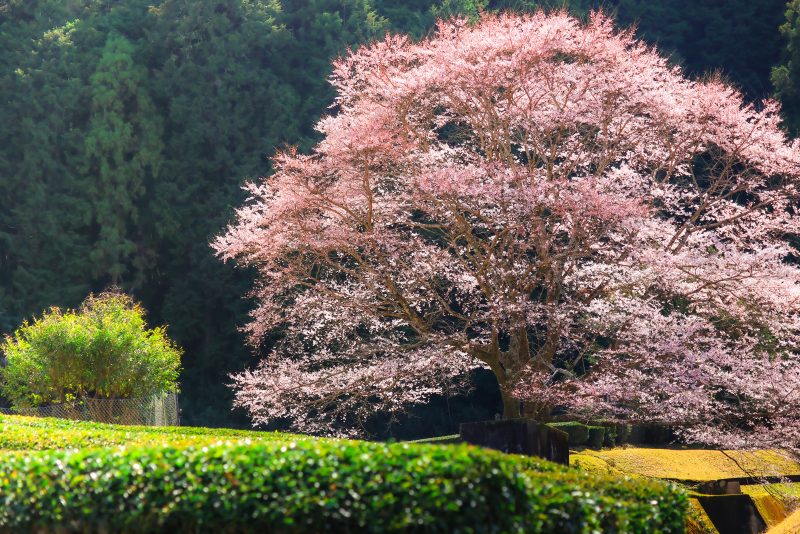 竹原の淡墨桜（薄墨桜）の写真「茶畑とピンク色の淡墨桜」