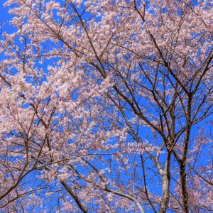 無料スマホ壁紙 淡墨桜の枝先。AndroidとiPhoneに対応した4K高画質の無料待ち受け画像。三重県津市の竹原の淡墨桜（薄墨桜）で撮影したフリー写真素材