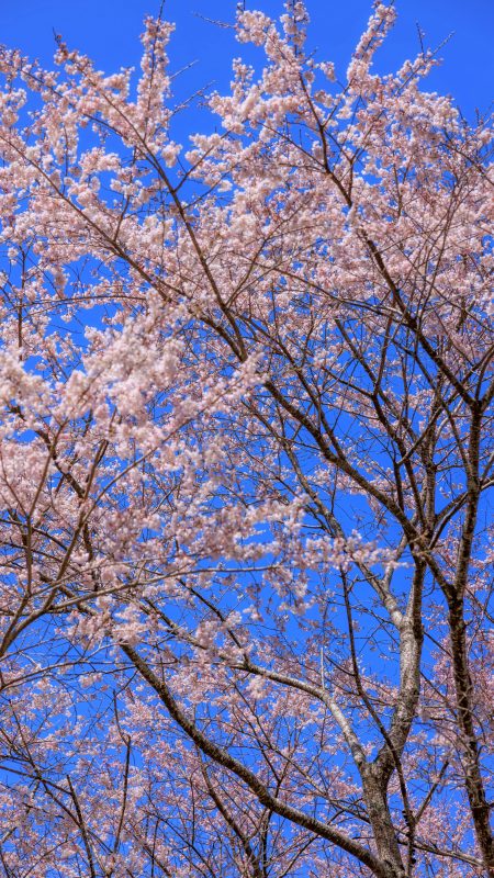 無料スマホ壁紙「淡墨桜の枝先」