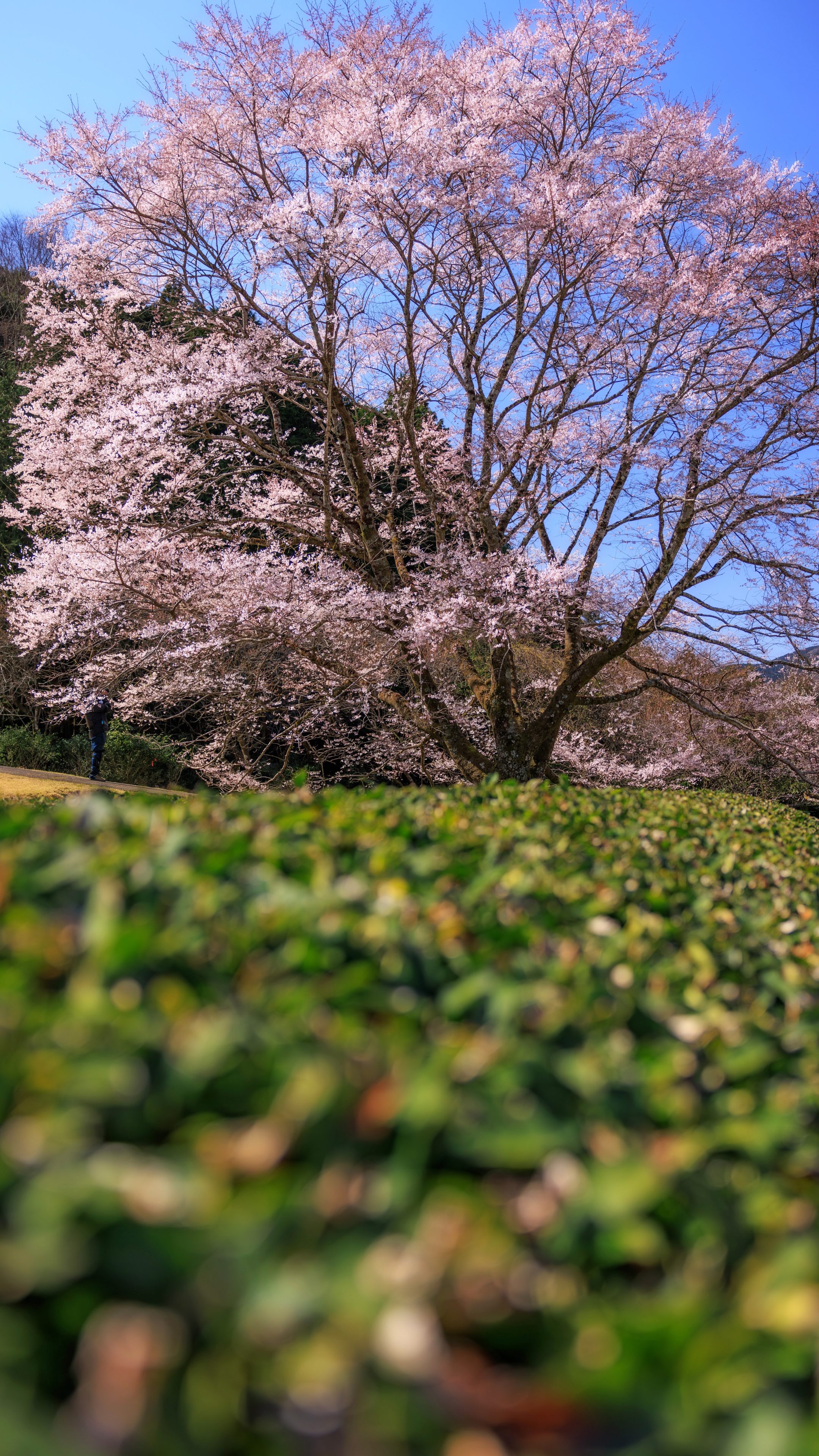 無料スマホ壁紙 茶畑と淡墨桜と青空。AndroidとiPhoneに対応した4K高画質の無料待ち受け画像。三重県津市の竹原の淡墨桜（薄墨桜）で撮影したフリー写真素材