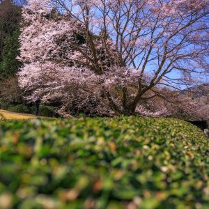 茶畑と淡墨桜と青空