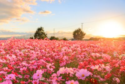 星合町のコスモス畑の写真「一面のコスモス畑」