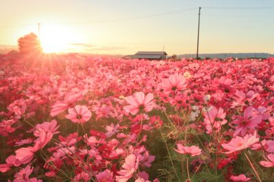 星合町のコスモス畑の観光情報と写真一覧