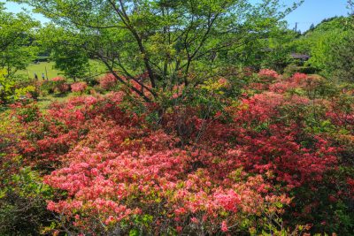 余野公園の写真「もっこ山展望台から見下ろすツツジの群生」