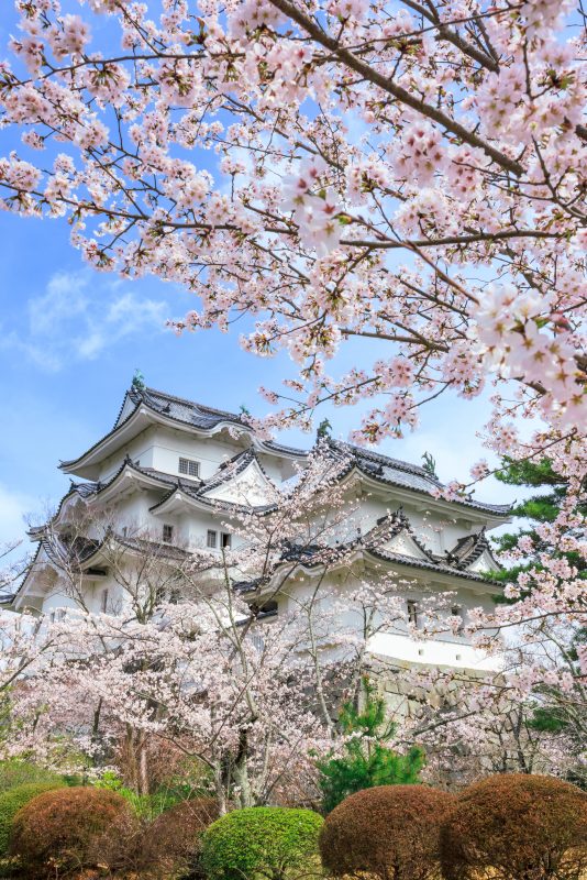 伊賀上野城の写真「桜舞う伊賀上野城」