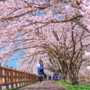 桜トンネルを歩く