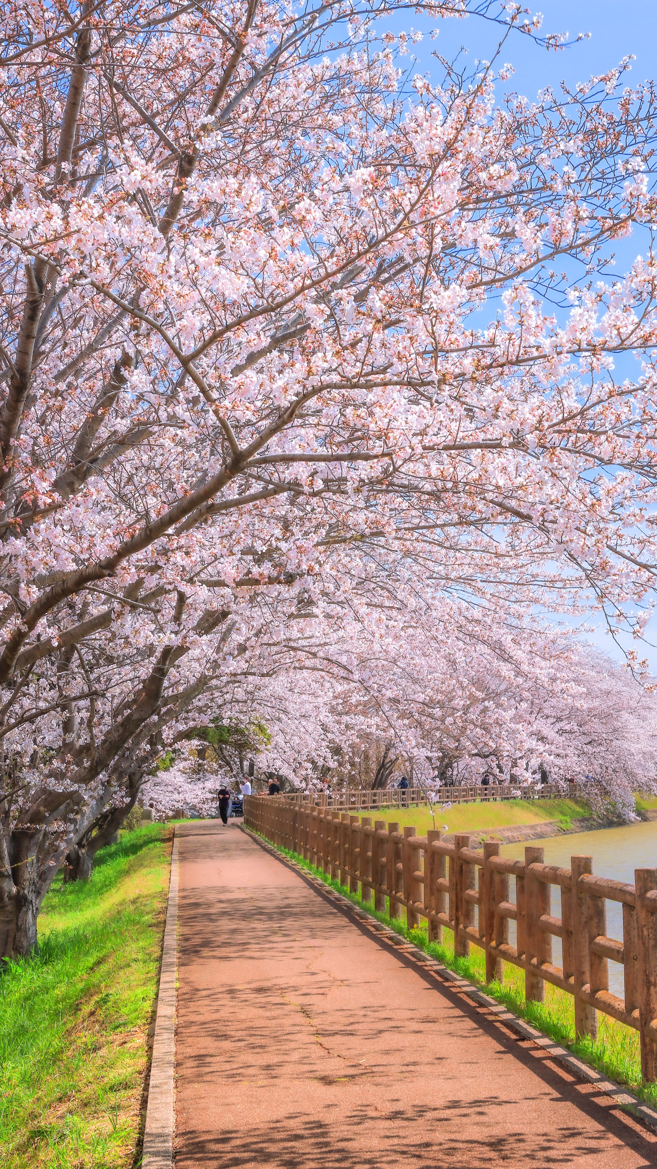 無料スマホ壁紙 約1kmの遊歩道。AndroidとiPhoneに対応した4K高画質の無料待ち受け画像。三重県鈴鹿市の石垣池公園で撮影したフリー写真素材