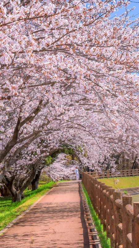石垣池公園の写真「桜並木が続く遊歩道」