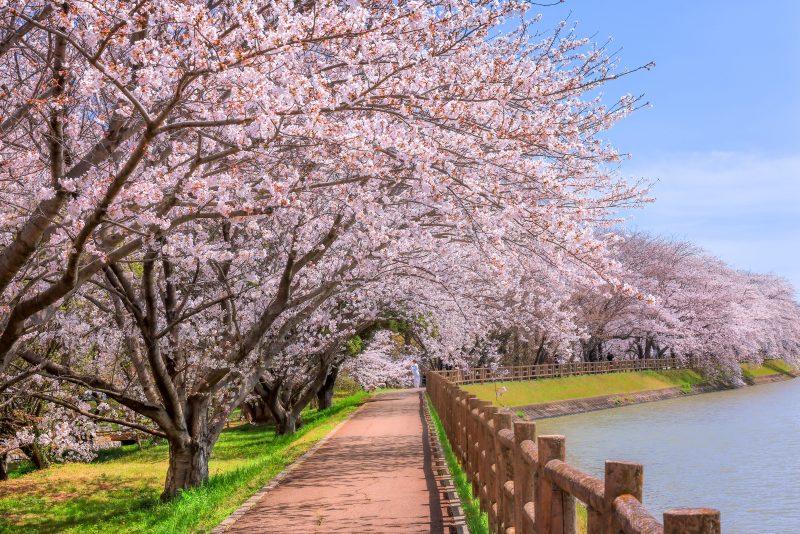 石垣池公園の写真「桜並木が続く遊歩道」