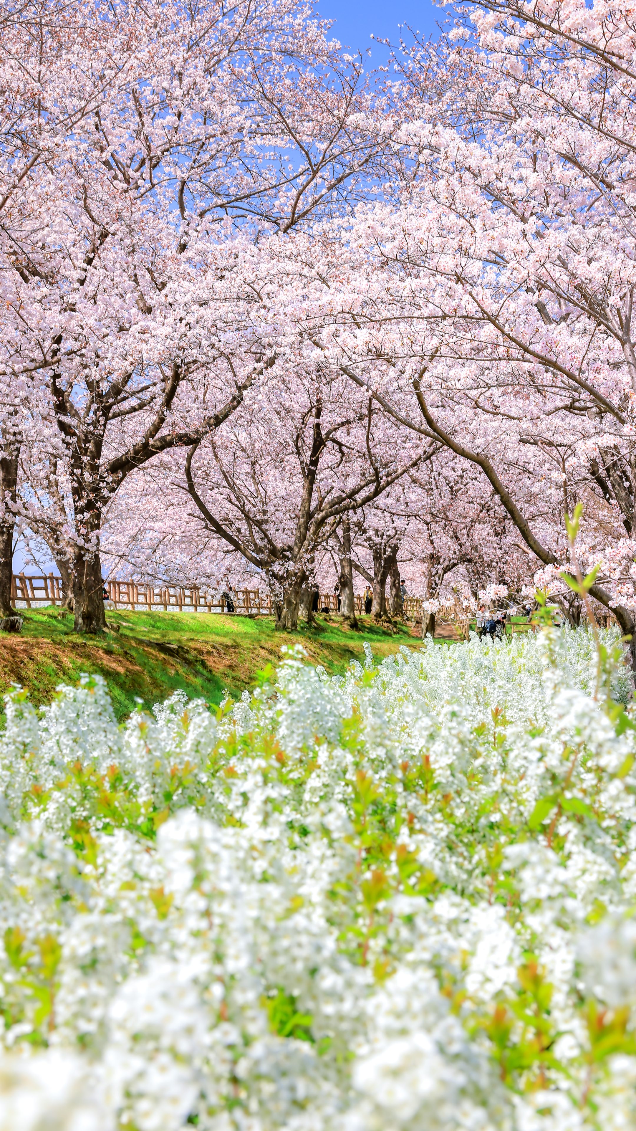 無料スマホ壁紙 桜並木と雪柳の春景色。AndroidとiPhoneに対応した4K高画質の無料待ち受け画像。三重県鈴鹿市の石垣池公園で撮影したフリー写真素材