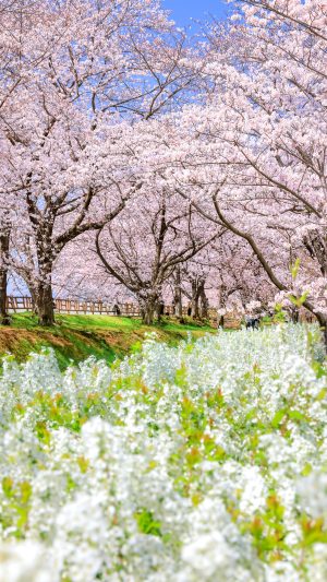 無料スマホ壁紙「桜並木と雪柳の春景色」