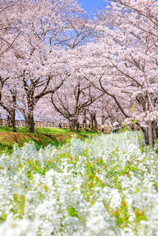石垣池公園の写真「桜並木と雪柳の春景色」