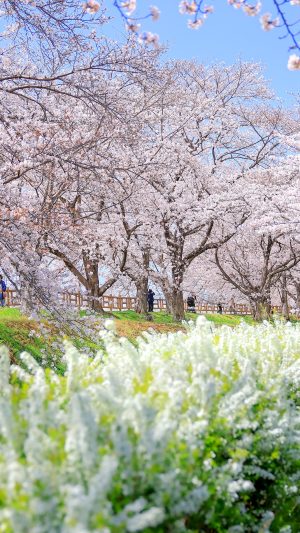 フリー写真素材「雪柳並木が続く公園」