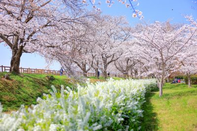 石垣池公園の写真「雪柳並木が続く公園」