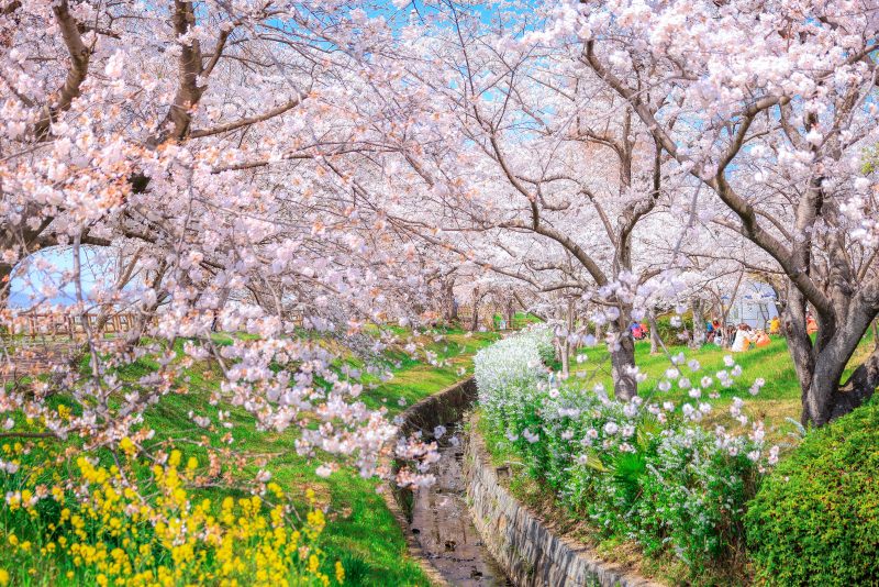 石垣池公園の写真「春爛漫」