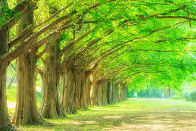 石垣池公園の写真「緑に輝くメタセコイア並木と芝生」