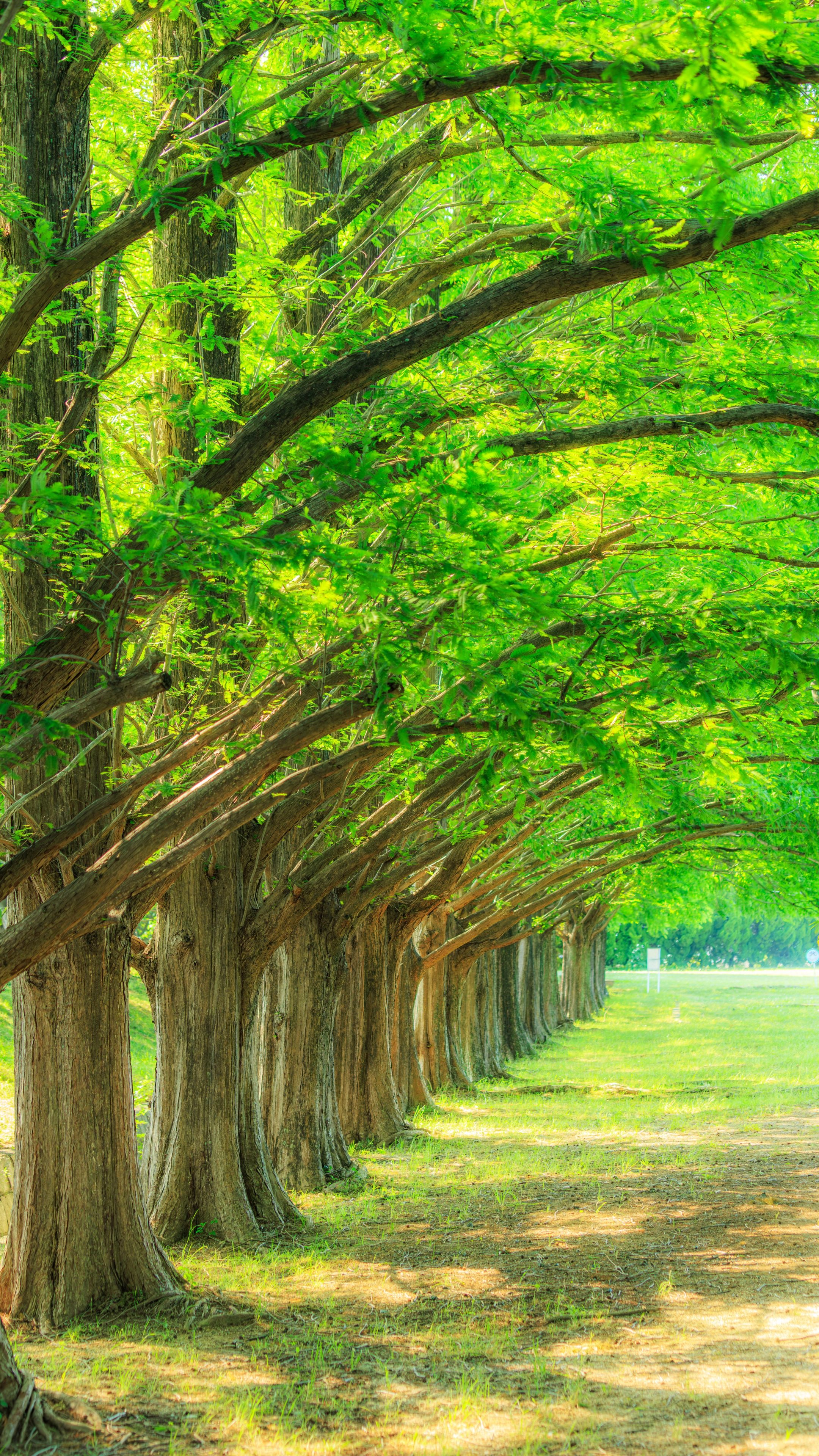 運気が上がる待ち受け 新緑に輝くメタセコイア並木。AndroidとiPhoneに対応した4K高画質の無料スマホ壁紙。三重県鈴鹿市の石垣池公園で撮影したフリー写真素材